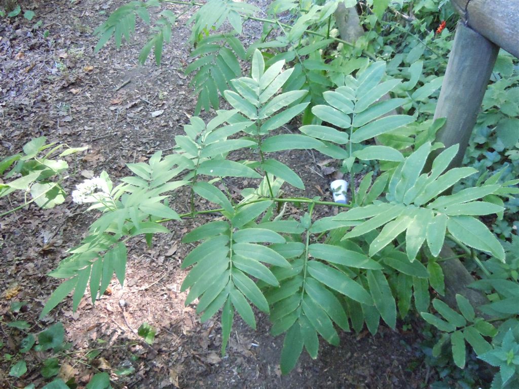 Pianta dagli Astroni - Sambucus ebulus